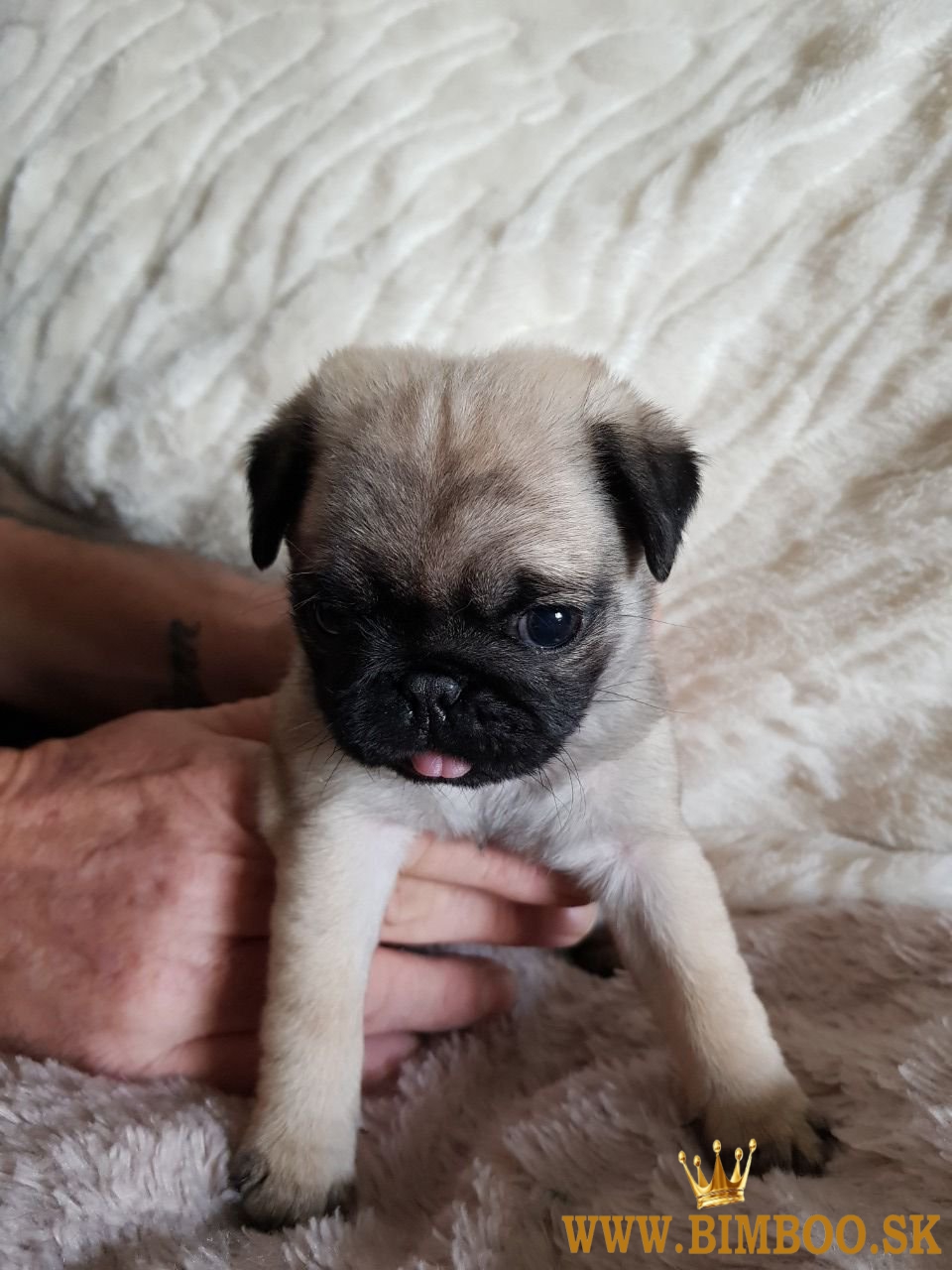 Mops Šteniatka na predaj