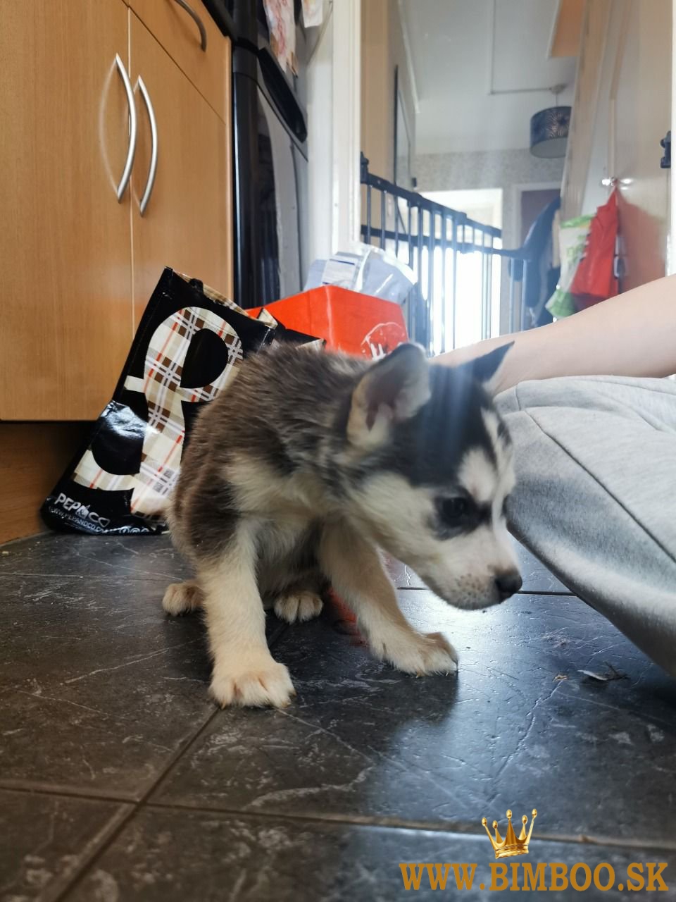 Šteniatka sibírskeho huskyho