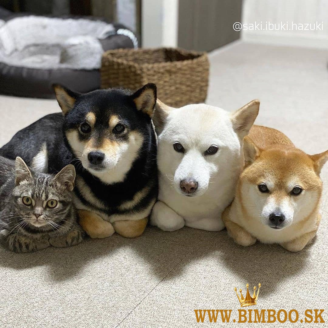 Japonský Shiba Inu