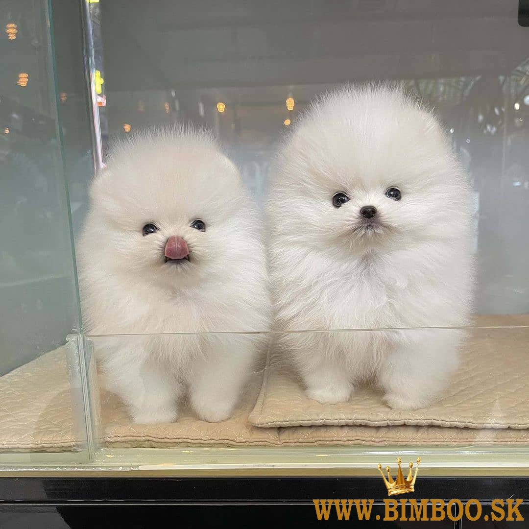 Dobre vyškolení pomeraniani  whatsapp +386 69897613