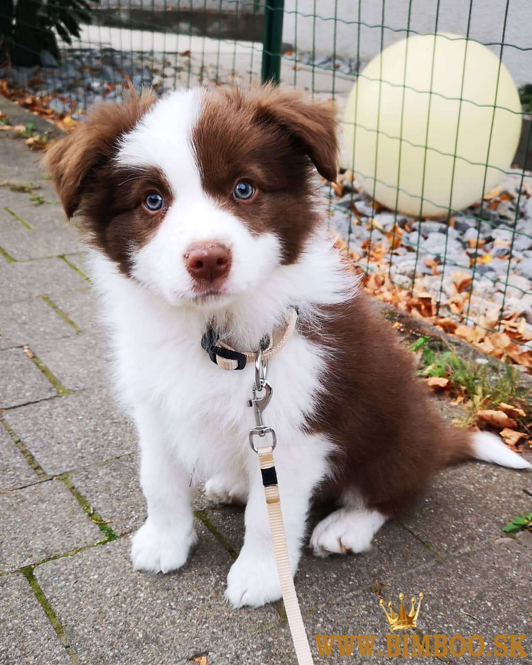 Šteniatka Border Collie