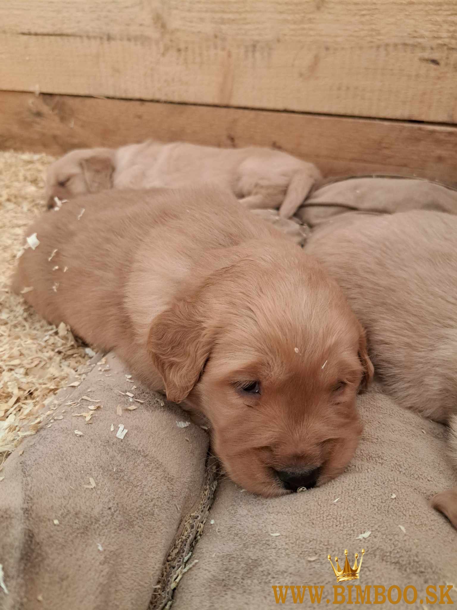 Golden retriever / Zlatý retriever 