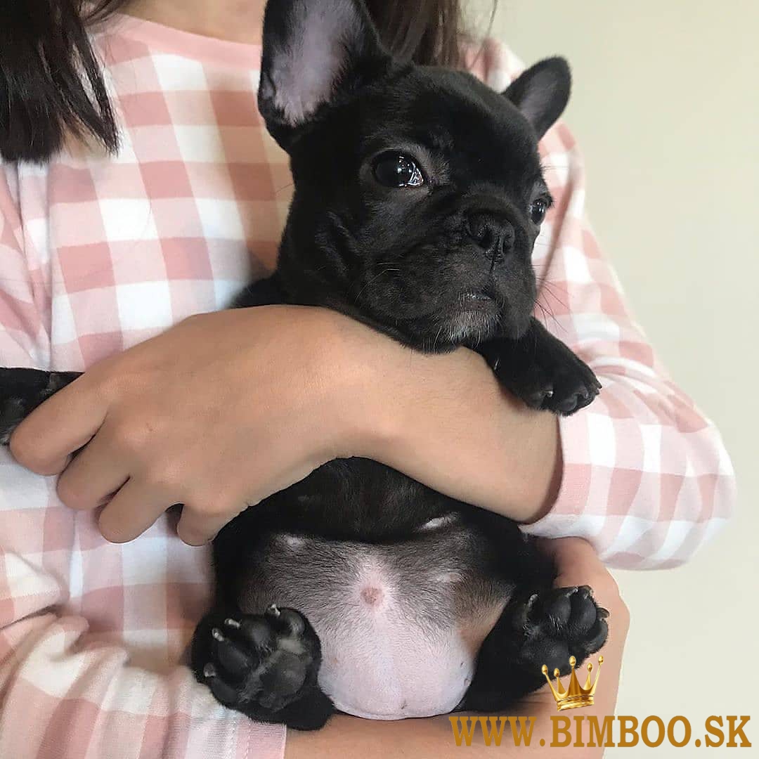 Šteniatka francúzskeho buldoga whatsapp +386 69897613