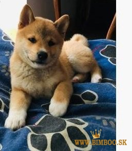 Šteniatko Shiba inu na rozdávanie