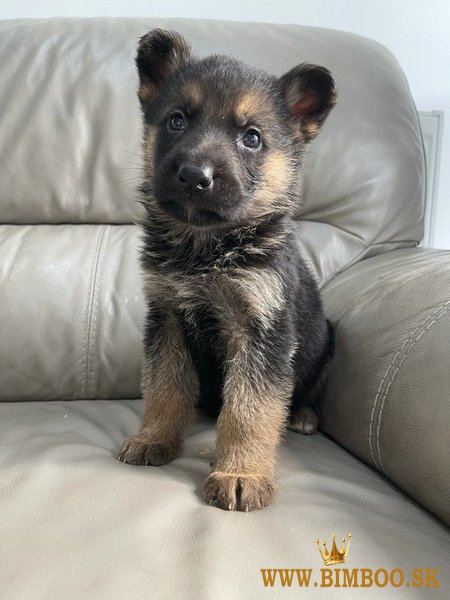 Šteniatka nemeckého ovčiaka