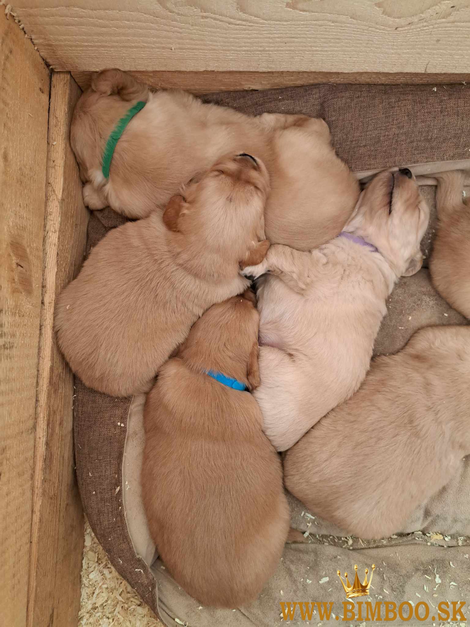 Golden retriever / Zlatý retriever 