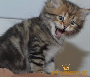 Mačiatka Mainecoon