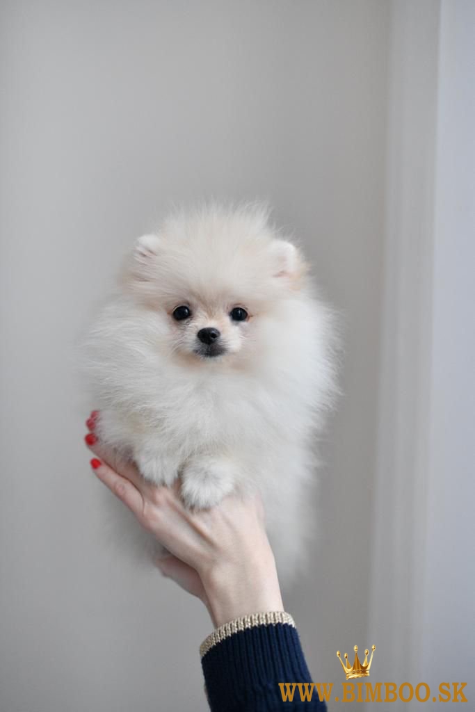 pomerian boo mini 