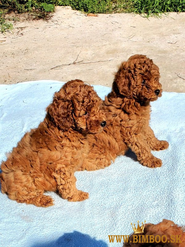 Krásne šteniatka pudlíkov