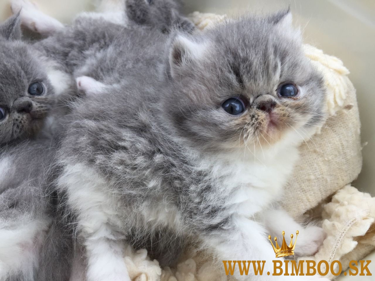 Exotické krátkosrsté mačiatka na predaj. WhatsApp nás: +447490124950