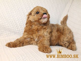 Dostupné šteniatka Maltipoo