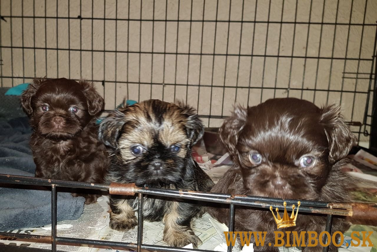 Šteniatka Shih Tzu