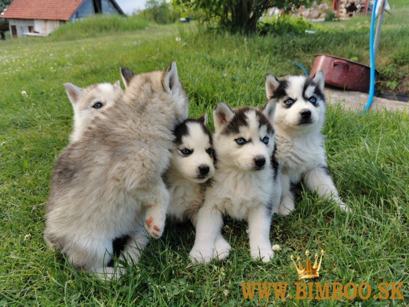 Šteniatka sibírskeho huskyho