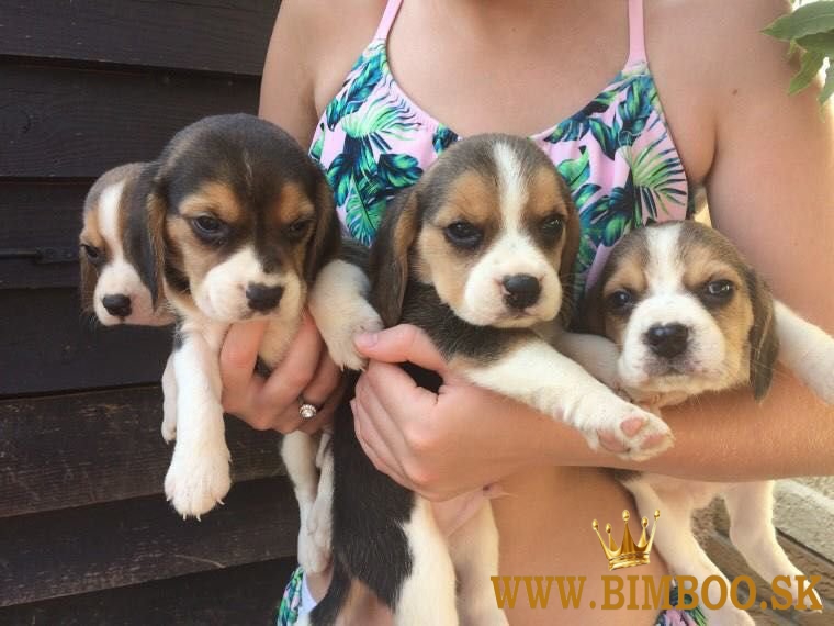 Šteniatka bígla sú pripravené na odber. WhatsApp nás: +447490124950