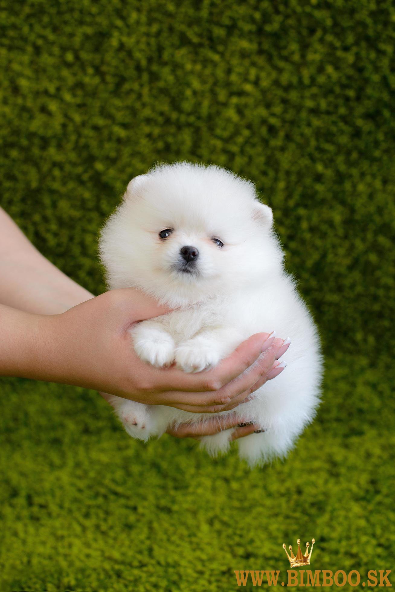 pomerian boo mini 