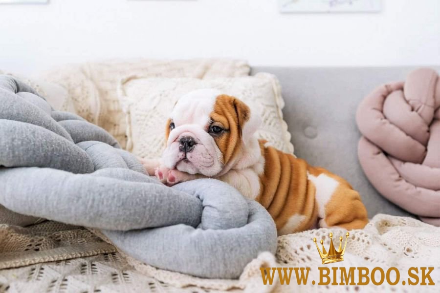 Krásne šteniatka anglického buldoga pripravené na adopciu..