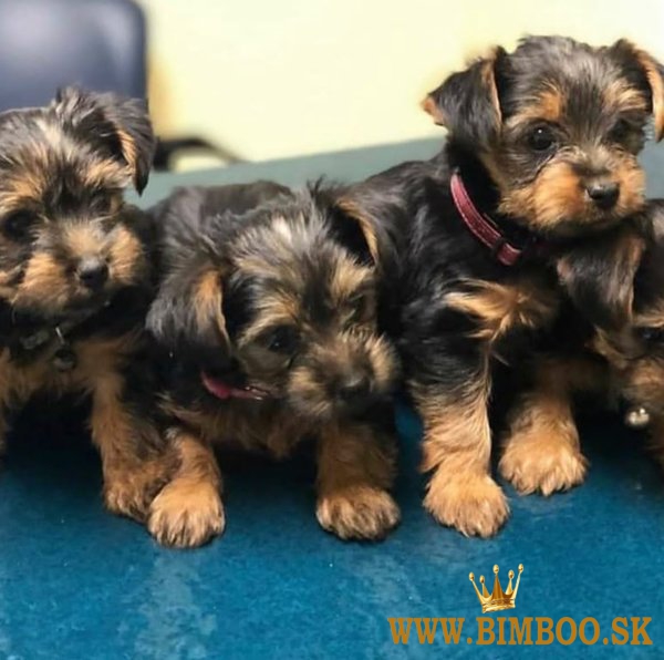 Dobré šteniatka yorkshirského teriéra