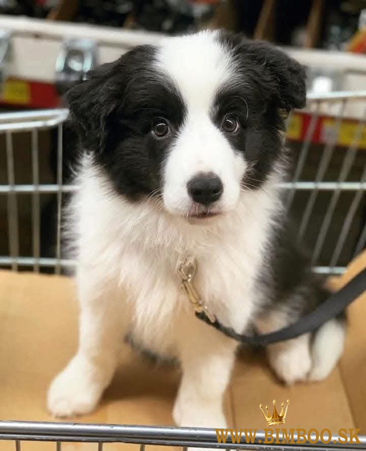 šteniatka border kólie
