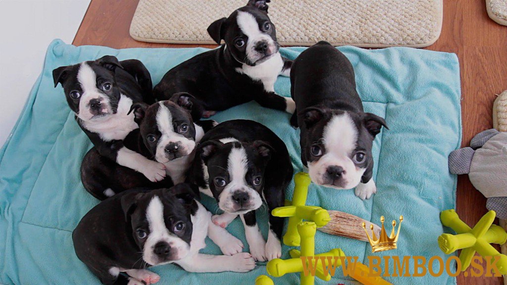 Boston Terrier,Bostonský Teriér,Boston