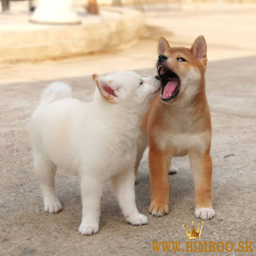 Japonský Shiba Inu