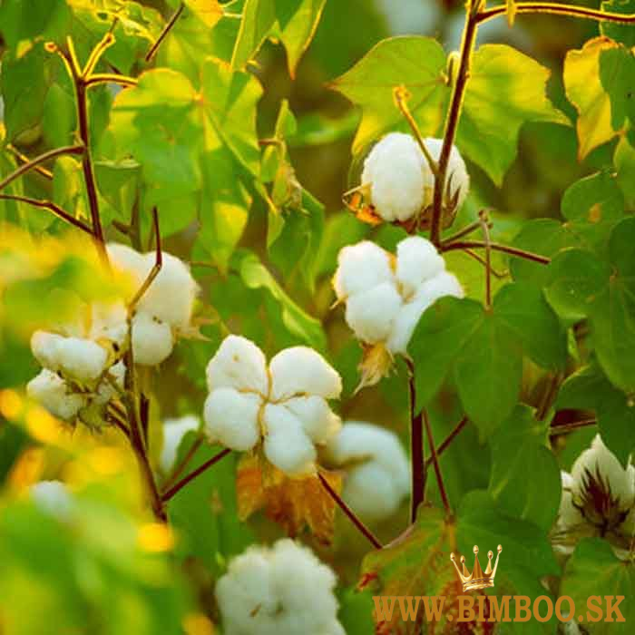 CamSeafoodWorldwide.com