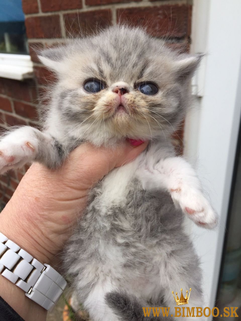 Exotické krátkosrsté mačiatka na predaj. WhatsApp nás: +447490124950