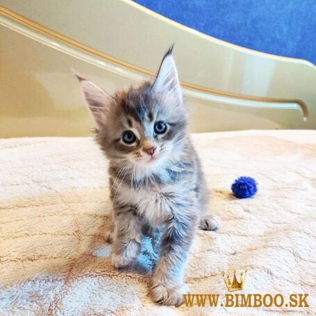 Mainské mývalie mačiatka