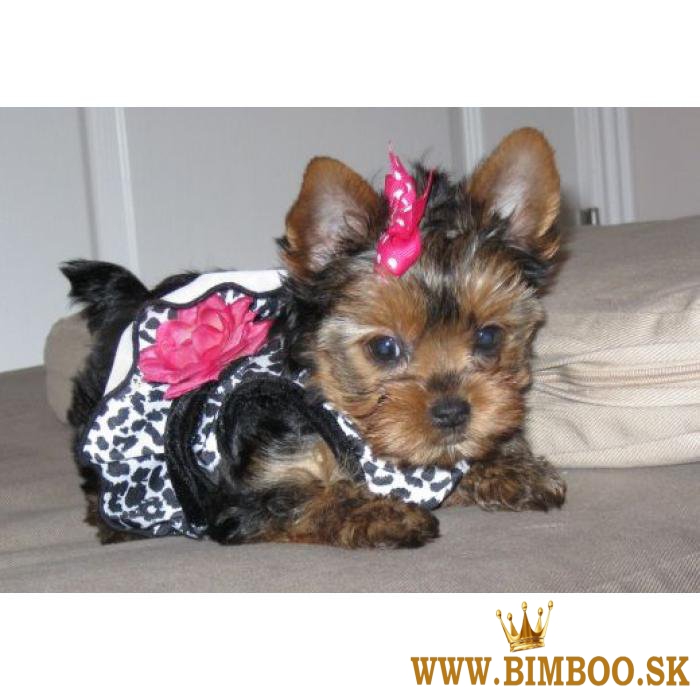 Dobre vyškolená šálka Yorkie na predaj