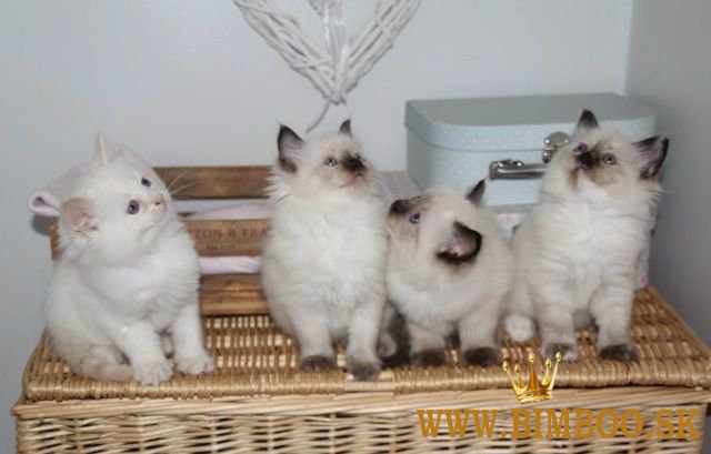 Ručne odchované mačiatka plemena ragdoll. WhatsApp nás: +447490124950