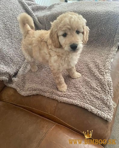 Cute Mini Goldendoodles- ONE HANDSOME BOY LEFT!!! (559) 745-5646 