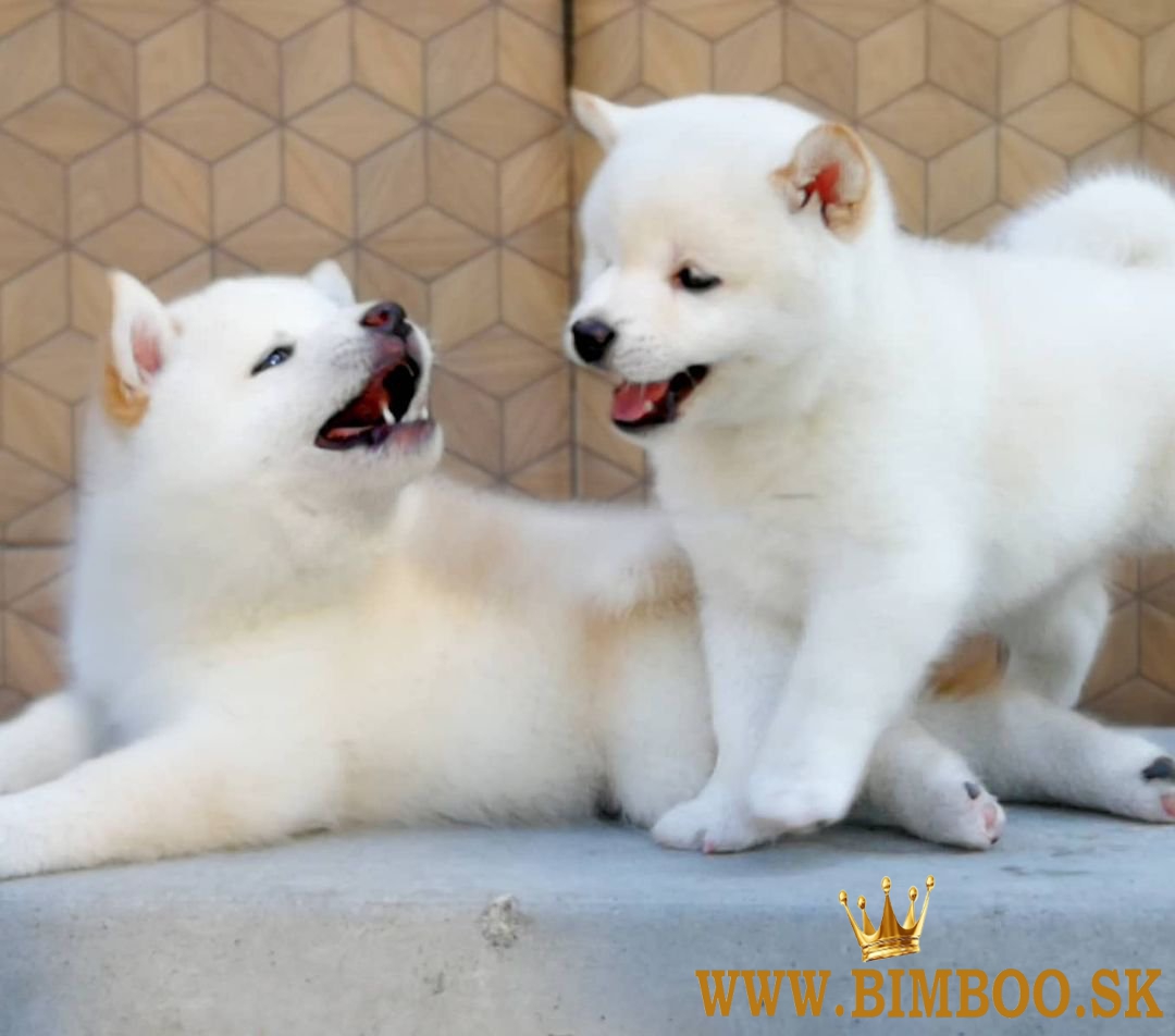 Japonský Shiba Inu