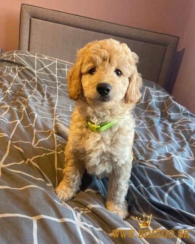 Cute Mini Goldendoodles- ONE HANDSOME BOY LEFT!!! (559) 745-5646 