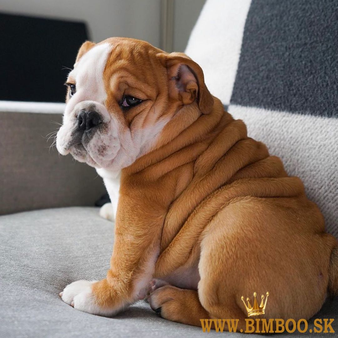 Šteniatka anglického buldoga
