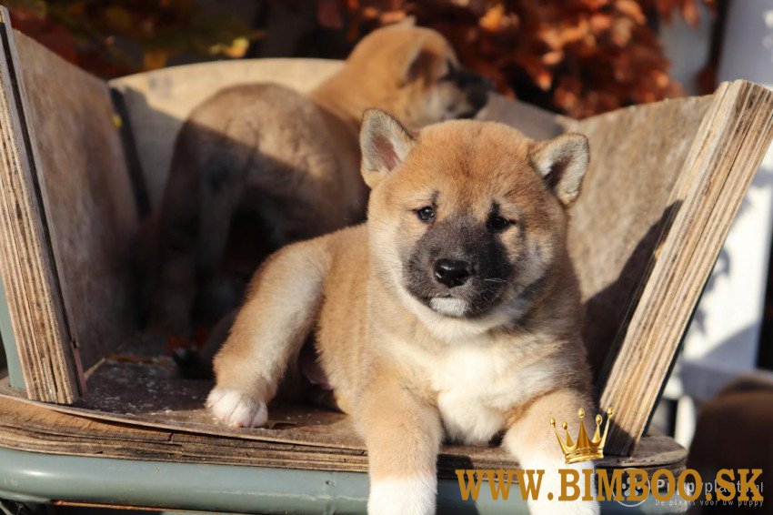 Šteniatka Shiba Inu