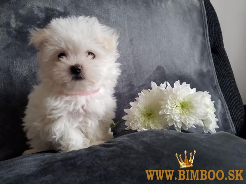 Maltézske šteniatka na predaj