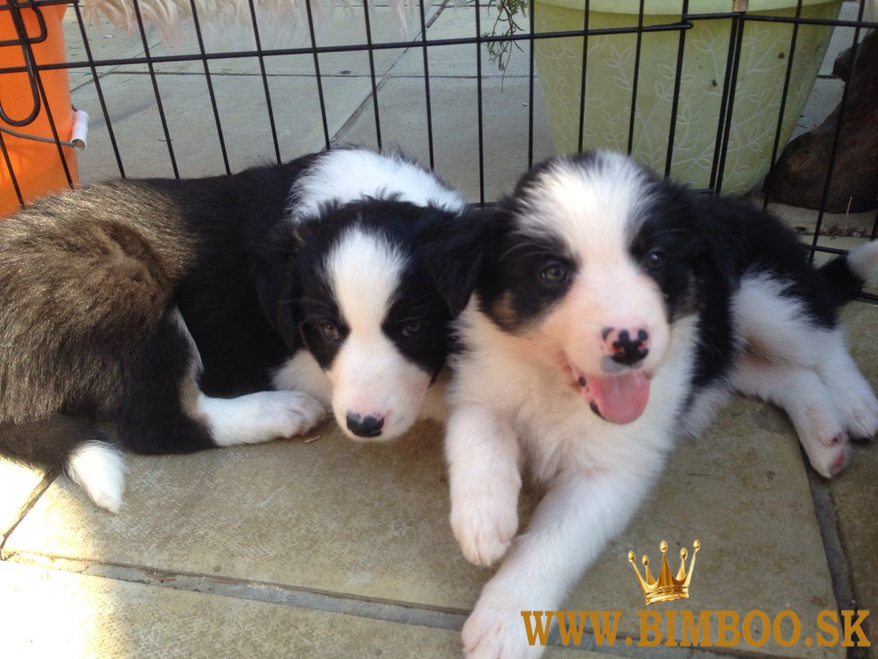 Šteniatka Border Collie