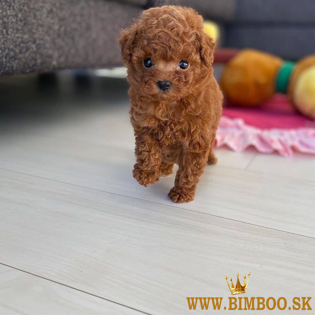 Šteniatka pudla