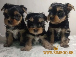 Šteniatka Yorkshirského teriéra  whatsapp +386 69897613