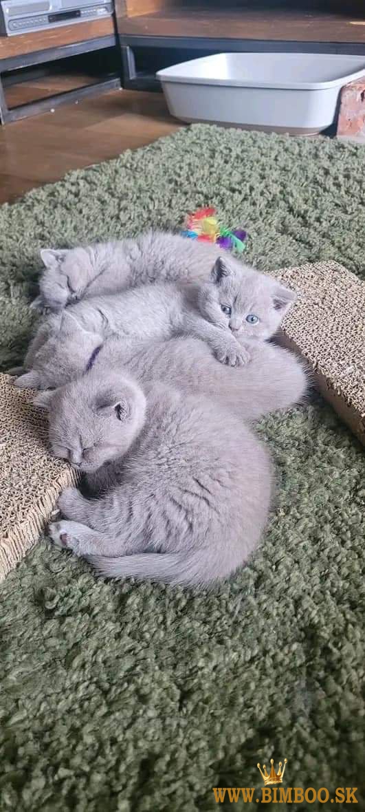 britské krátkosrsté mačiatka