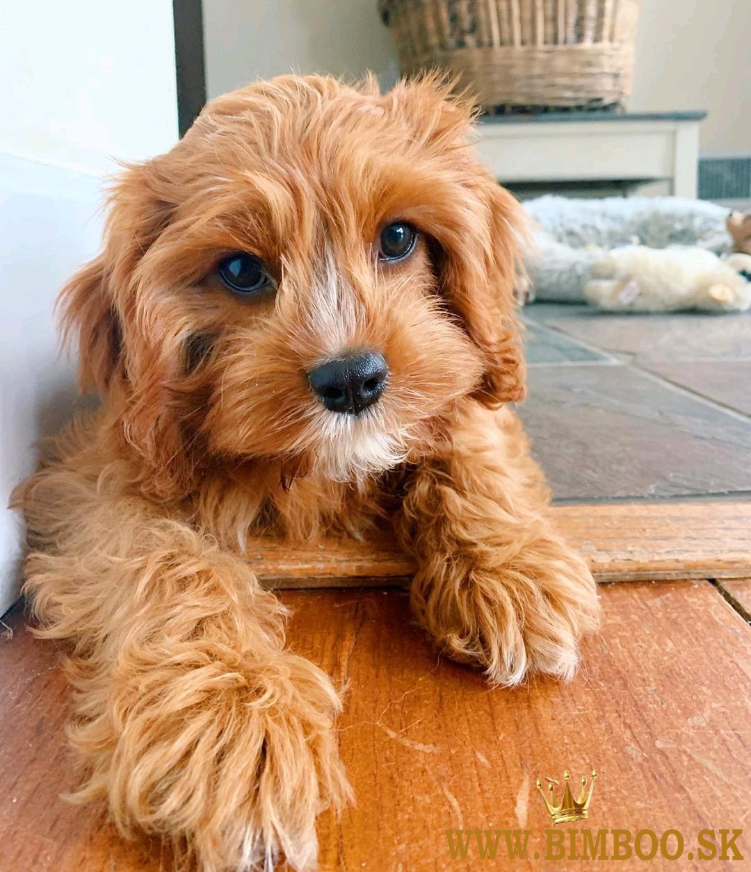 Krásne šteniatka cavapoochon pripravené na adopciu..