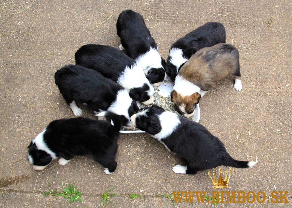 Šteniatka Border Collie