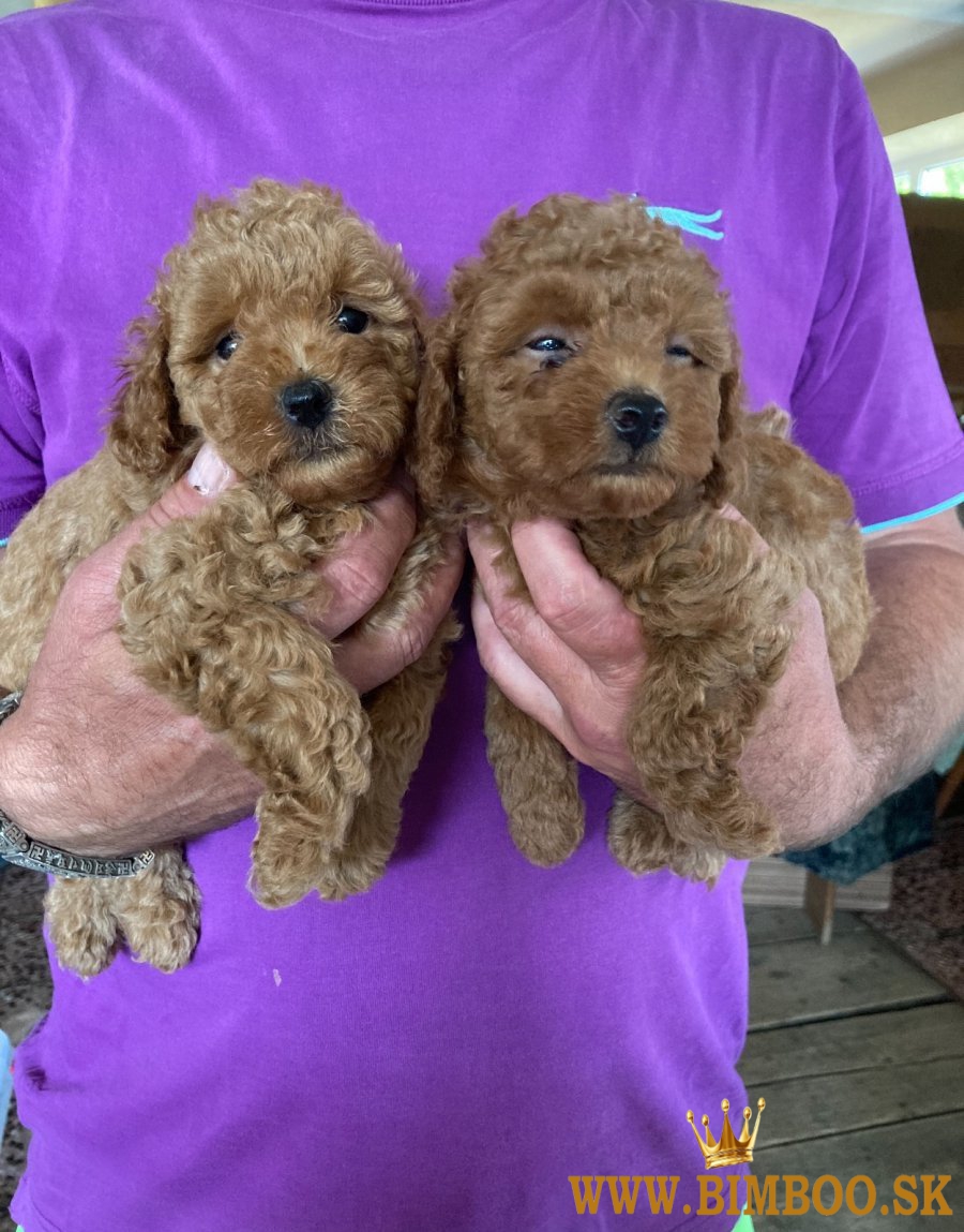 Pudel,pudlik trpaslici