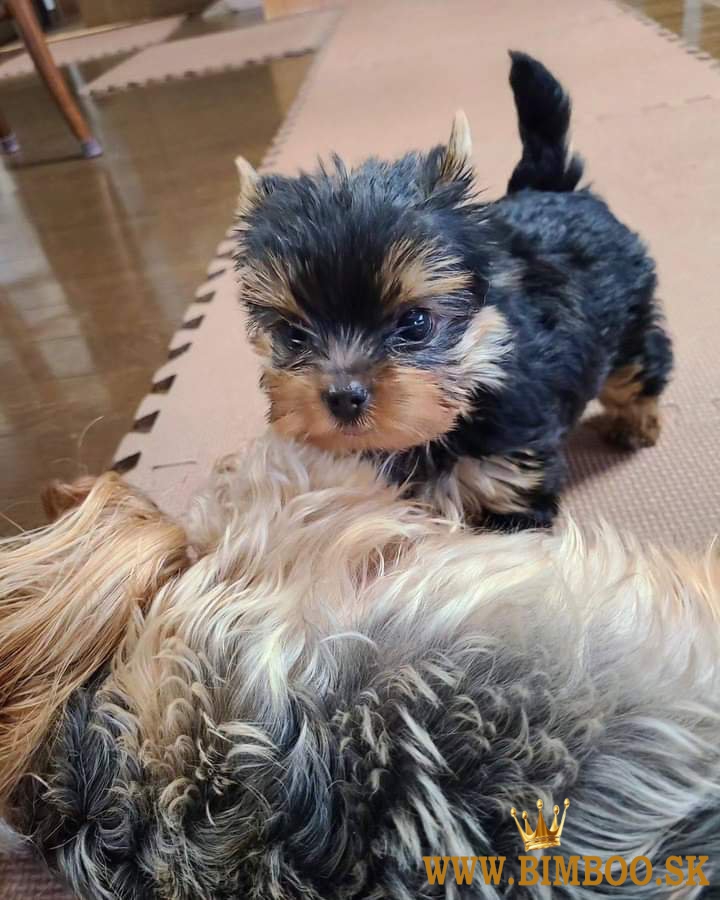 Yorkshire teriér s PP, Jorkšírský terrier, Jork 