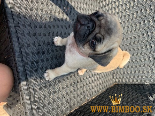 Pekné 12 týždňové mopsí šteniatka