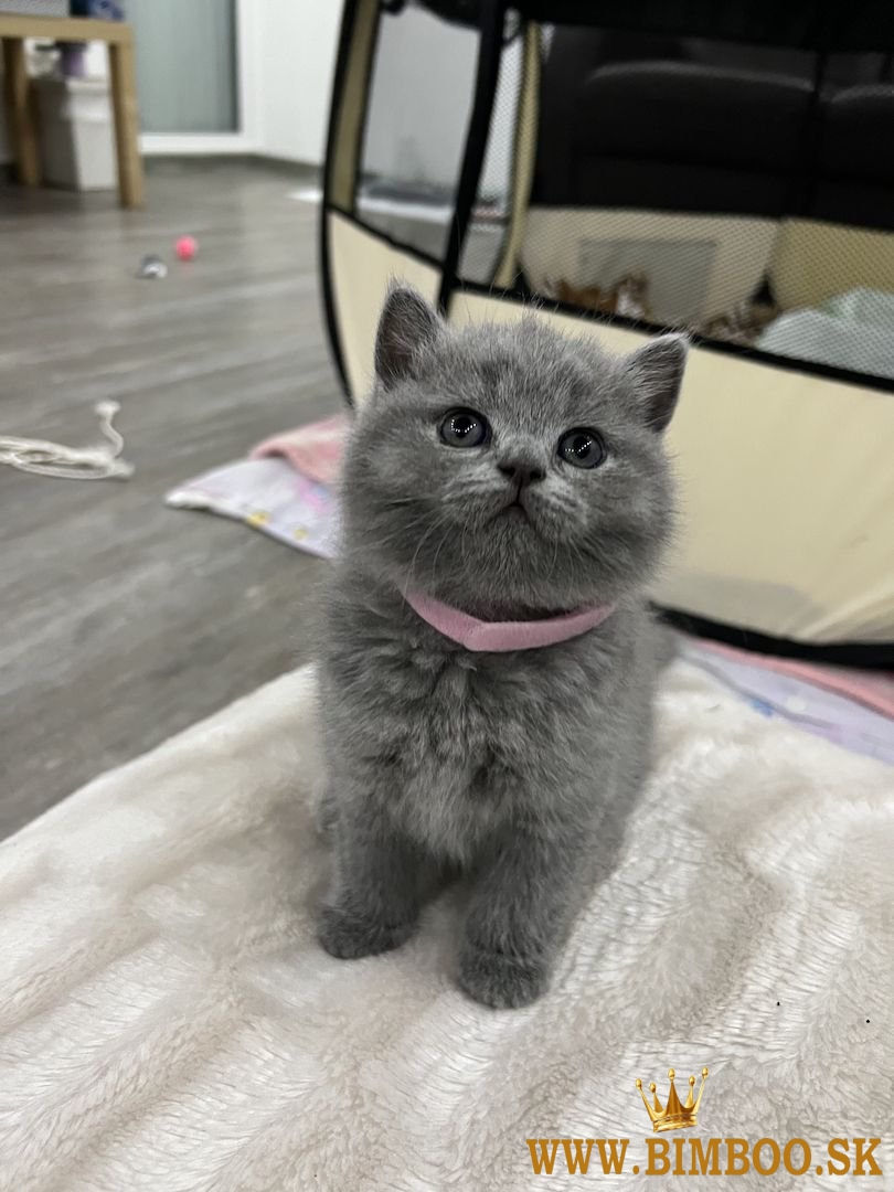 krásne Britská krátkosrstá Mačiatka Dostupné