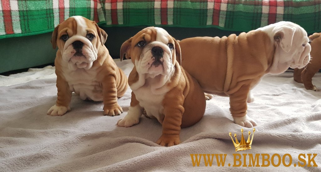 Anglicky Bulldog, English bulldog, Bulldogge, buldog, buldok