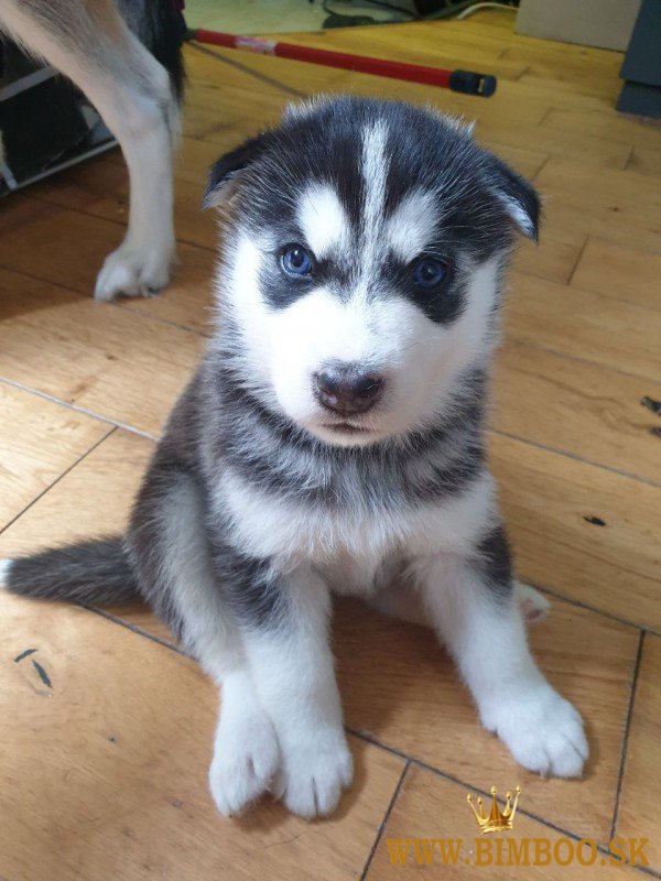 Cățeluși minunați de husky siberin gata de adopție..