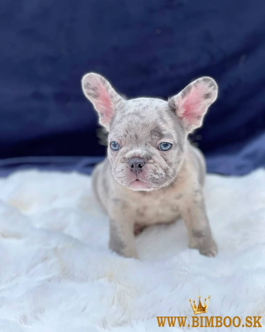 French Bulldogs for Sale. Business WhatsApp: +37256348129