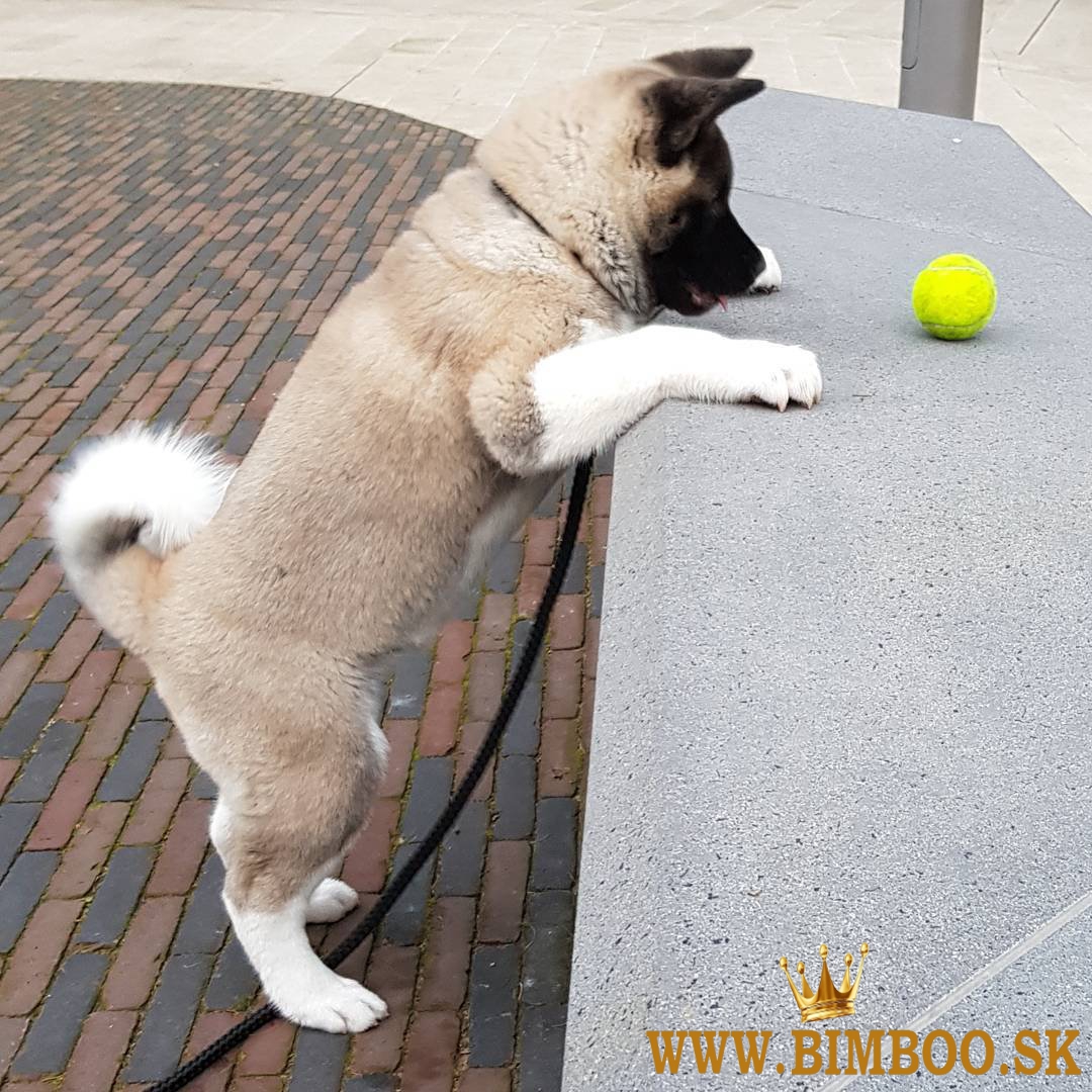 Šteniatka Akita
