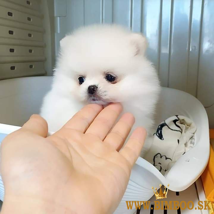 Pomeranian boo mini 